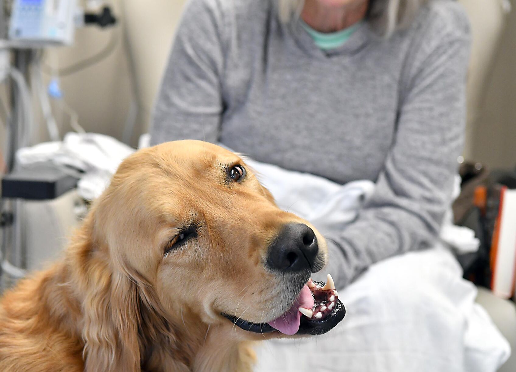 Hospital therapy dog 6
